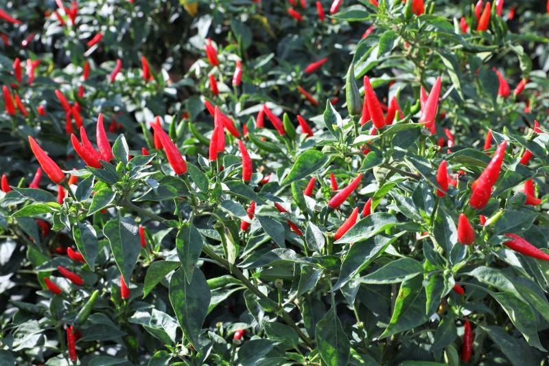 093709113.jpg 093709113.jpg